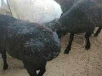 Oveja, Ovejas — foto 3