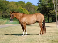 Madyan, Quarter Horse — foto 2