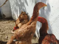 Chickens — الصورة 5
