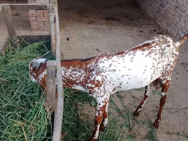 公山羊, Goats