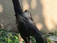 长门鸡 — 照片 6