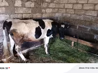 İnək, Holştin irqi — foto 1