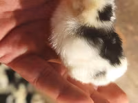 Chickens — foto 1