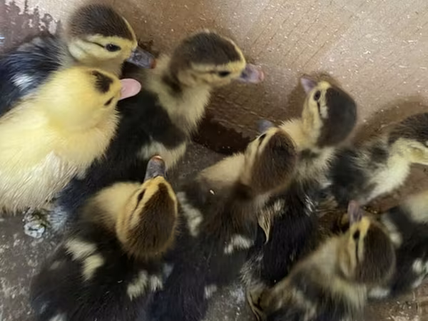 Ducks