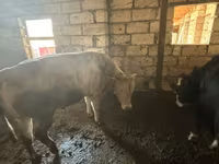 Buğa, Qırmızı-ləkəli cins — foto 3