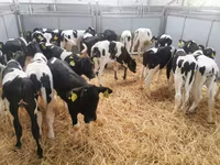 Vaca, Russian Black pied cattle — foto 5