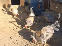 Leghorn — foto 4