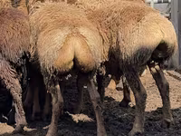 Qoç, Arashan sheep — foto 4