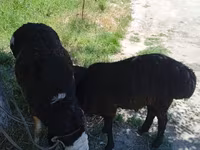 绵羊（批次，未指定性别）, Sheep — 照片 3