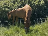 Yegua, Polish pony — foto 7