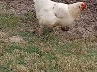 Brahma — foto 2