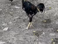 Chickens — الصورة 4