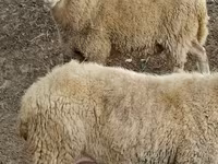 Ram, Assaf sheep — photo 1