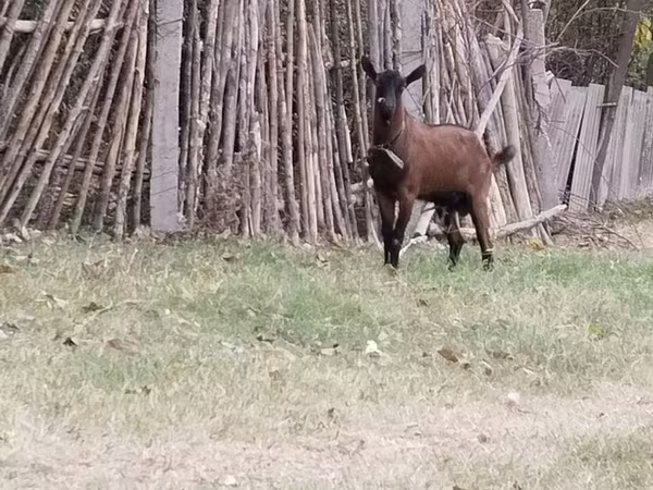Ram, Sheep