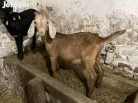 Cabro, Nubian Goat — foto 2