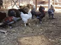 براهما — الصورة 2