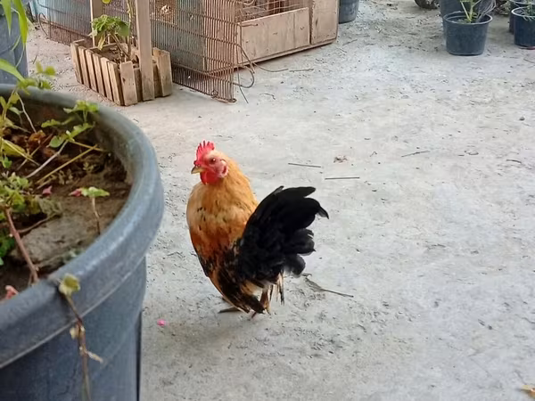 सेरामा