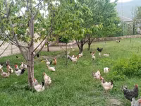 Chickens — foto 1