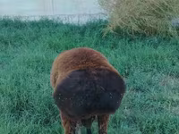 Ram, Qashqai sheep — photo 3