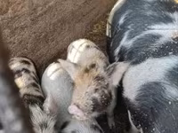 मादा सूअर, Кунекуне — फ़ोटो 7