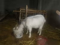 Koza, Kozy — foto 4