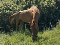 Klisna, Polish pony — foto 7