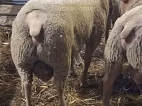 كبش, Charollais sheep — الصورة 2