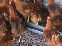 Chickens — الصورة 4