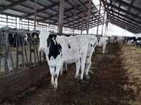 İnək, Yaroslavl cattle — foto 2