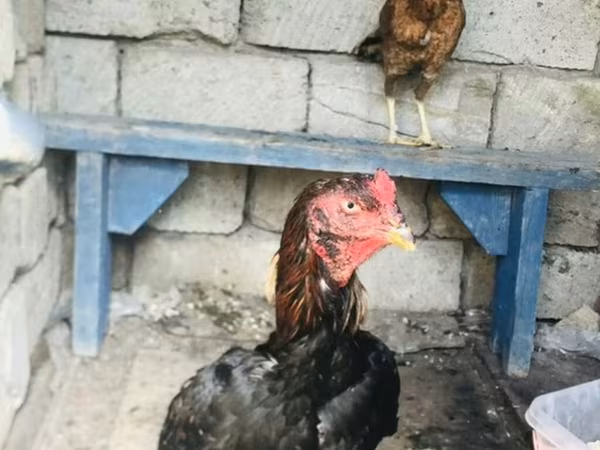 Chickens — Azerbaijan