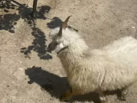 عنزة, Angora goats — الصورة 1