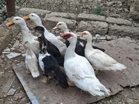 Ducks — photo 4