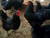 Chickens — फ़ोटो 2