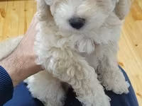 Maltipoo balaları – mini ölçülü, hipoallergen, tüksüz tökülməyə meylli — zdjęcie 1