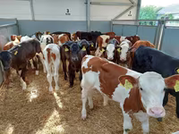Bovinos (lote, sexo no especificado), Raza Holstein — foto 1