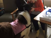 Stute, Miniature horse — Foto 8