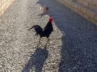 Chickens — 照片 3