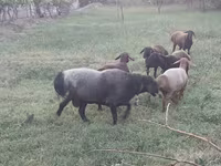 Baran, Edilbay sheep — zdjęcie 5