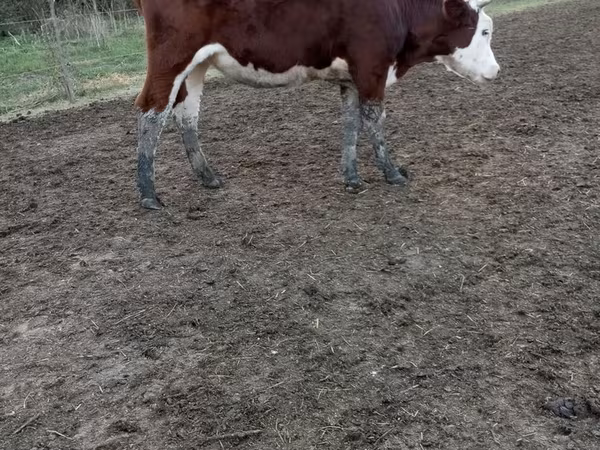 İnək, Simmental cattle