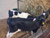 सांड, Simmental cattle — फ़ोटो 7