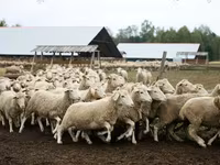 Qoç, Suffolk sheep — foto 2