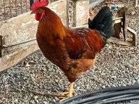 Chickens — الصورة 5
