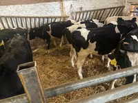 بقرة, Russian Black pied cattle — الصورة 6