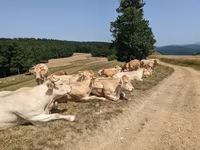 Krava, Blonde d’Aquitane cattle — foto 3