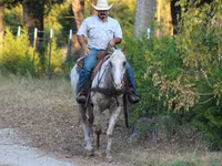 Hengst, Appaloosa — Foto 7