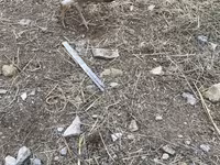 Chickens — Foto 7