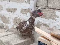 Turkeys — photo 7