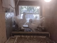 Chickens — photo 1