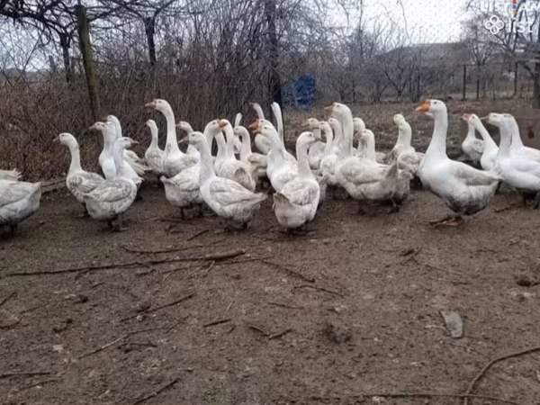 Лінда — Вірменія