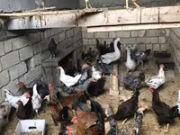 Chickens — zdjęcie 1